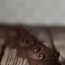 Bizcochos de chocolate y café